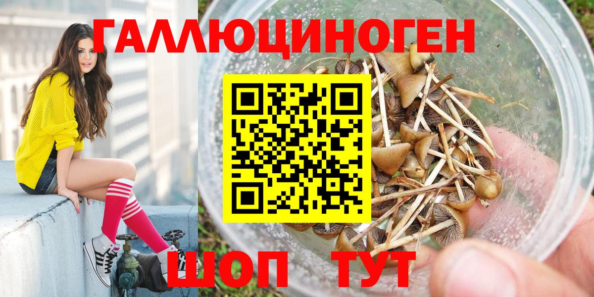 Псилоцибиновые грибы Psilocybine cubensis Великий Новгород